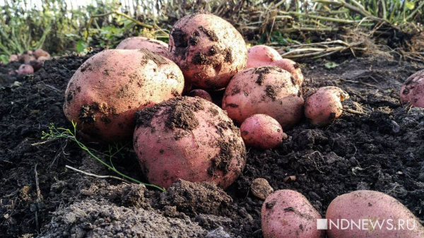 Из-за плохой погоды на Южном Урале может возникнуть дефицит картошки Из-за плохой погоды на Южном Урале может возникнуть дефицит картошки