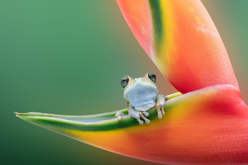 22 ярких фото с&nbsp;питомцами: объявлены финалисты конкурса International Pet Photography Awards 2026