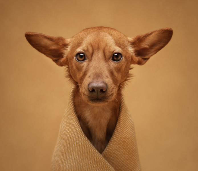 22 ярких фото с&nbsp;питомцами: объявлены финалисты конкурса International Pet Photography Awards 2026