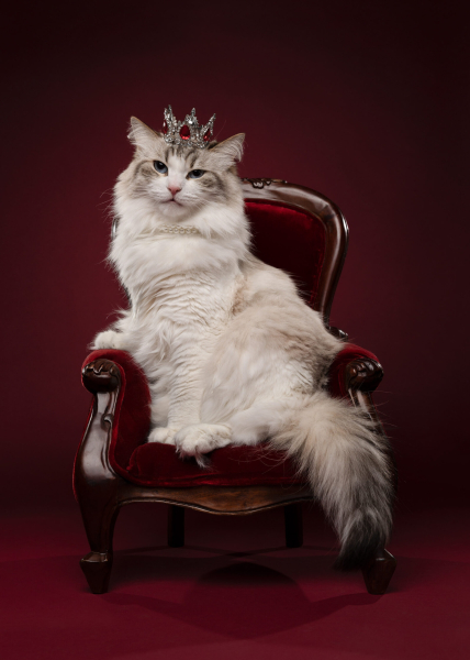 22 ярких фото с&nbsp;питомцами: объявлены финалисты конкурса International Pet Photography Awards 2026