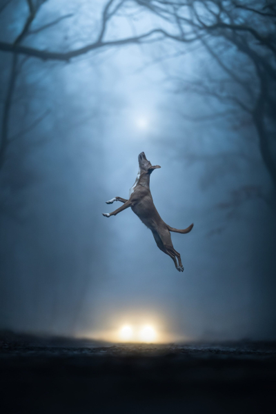 22 ярких фото с&nbsp;питомцами: объявлены финалисты конкурса International Pet Photography Awards 2026