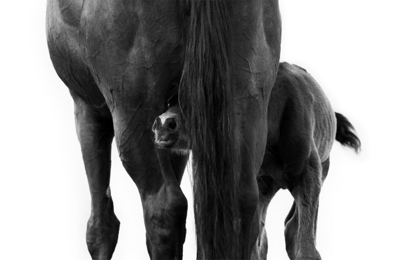 22 ярких фото с&nbsp;питомцами: объявлены финалисты конкурса International Pet Photography Awards 2026