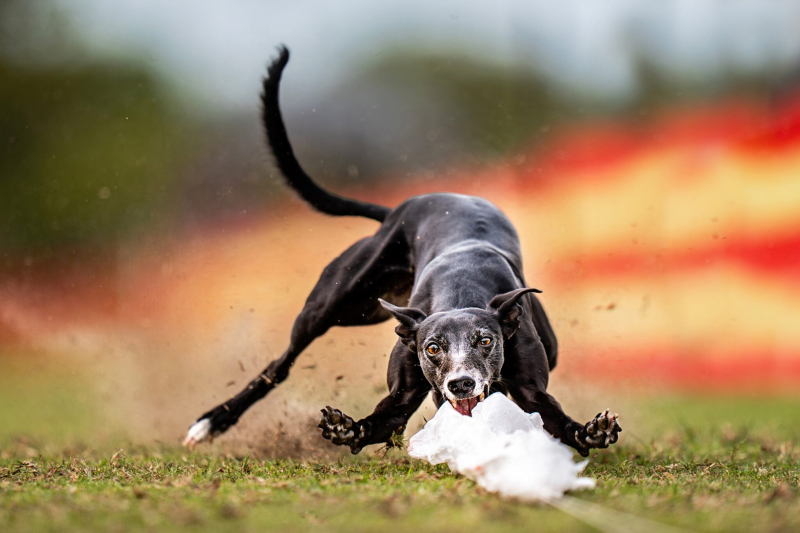 22 ярких фото с&nbsp;питомцами: объявлены финалисты конкурса International Pet Photography Awards 2026