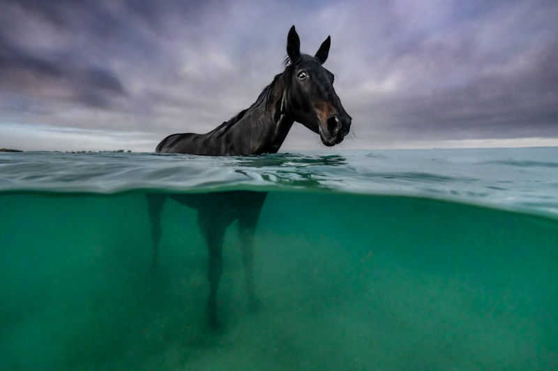22 ярких фото с&nbsp;питомцами: объявлены финалисты конкурса International Pet Photography Awards 2026
