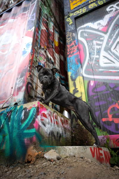 22 ярких фото с&nbsp;питомцами: объявлены финалисты конкурса International Pet Photography Awards 2026