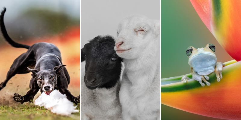 22 ярких фото с&nbsp;питомцами: объявлены финалисты конкурса International Pet Photography Awards 2026