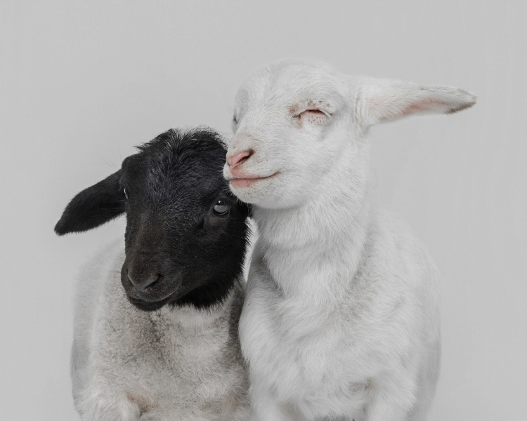 22 ярких фото с&nbsp;питомцами: объявлены финалисты конкурса International Pet Photography Awards 2026
