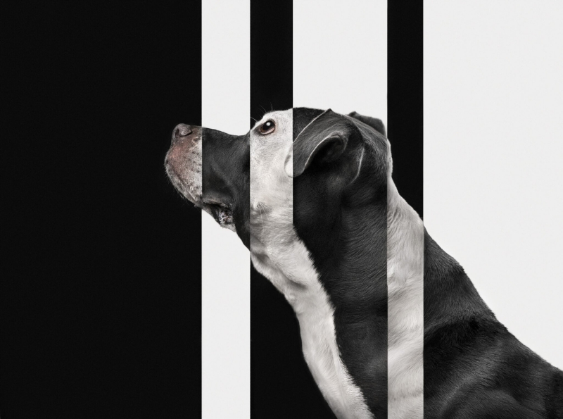 22 ярких фото с&nbsp;питомцами: объявлены финалисты конкурса International Pet Photography Awards 2026