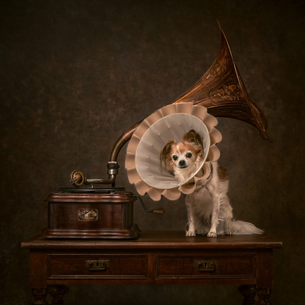 22 ярких фото с&nbsp;питомцами: объявлены финалисты конкурса International Pet Photography Awards 2026