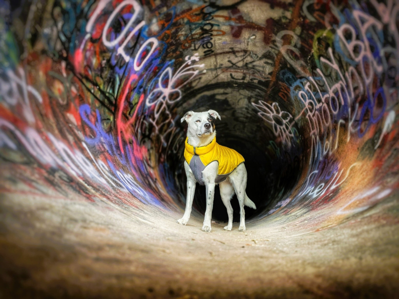 22 ярких фото с&nbsp;питомцами: объявлены финалисты конкурса International Pet Photography Awards 2026