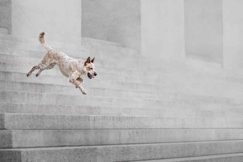 22 ярких фото с&nbsp;питомцами: объявлены финалисты конкурса International Pet Photography Awards 2026