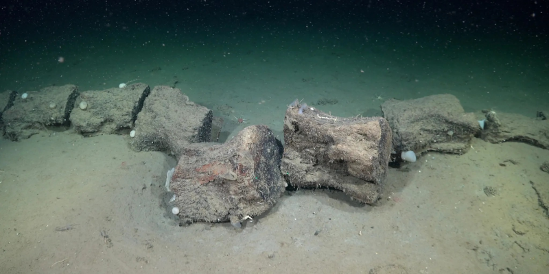 28 новых видов: морские биологи показали обитателей глубин Атлантики