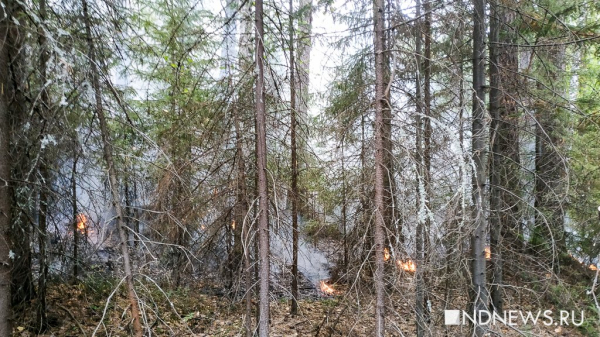Лесной пожар на северном Урале локализован на площади 1,5 тысячи га