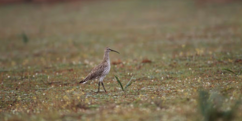 Орнитологи вновь открыли шесть &laquo;утраченных&raquo; видов птиц &mdash; один исчезал почти на столетие