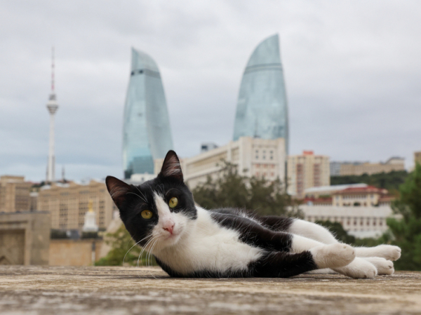 В аэропорту Стамбула спасли убежавшую кошку россиянки